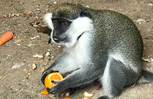Düzce'de sahibinin terk ettiği tropikal maymun yakalanarak koruma altına alındı