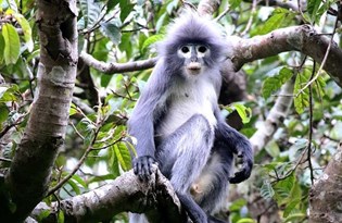 Bilim insanları nesli tükenme tehlikesinde bulunan yeni bir maymun türü keşfetti