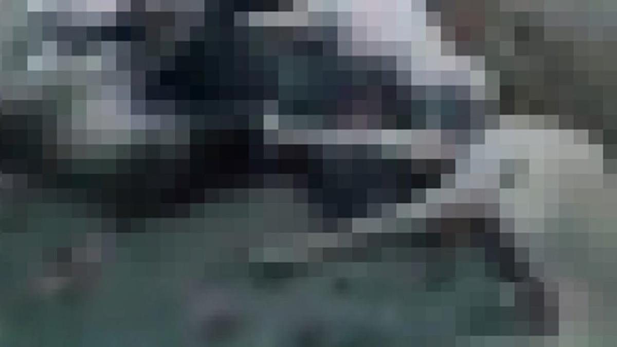 Ormanlık alanda 20'den fazla köpek ölüsü bulundu