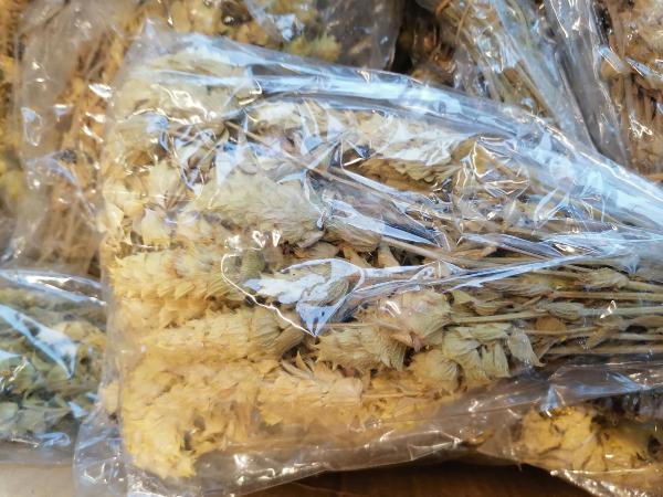 Prof. Dr. İbrahim Saraçoğlu koronaya karşı tavsiye etti, talep patladı! Adaçayı satışları 3 kat arttı