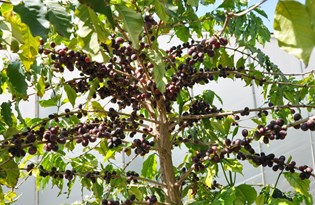 87 yıl sonra kahve üretimine geçiliyor