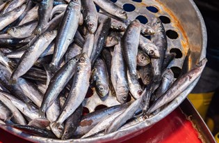 Hamsi Türkiye'den kaçıyor!