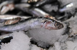 Hamsinin gözü Meteoroloji'de