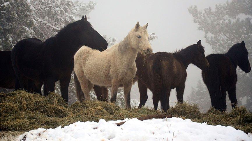 Osmanlı'da şehzadeler için seçiliyordu! 'Yılkılar' karlı havada unutulmadı
