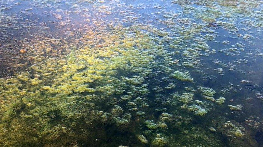 Doğal su kaynaklarında siyanotoksin tehlikesi
