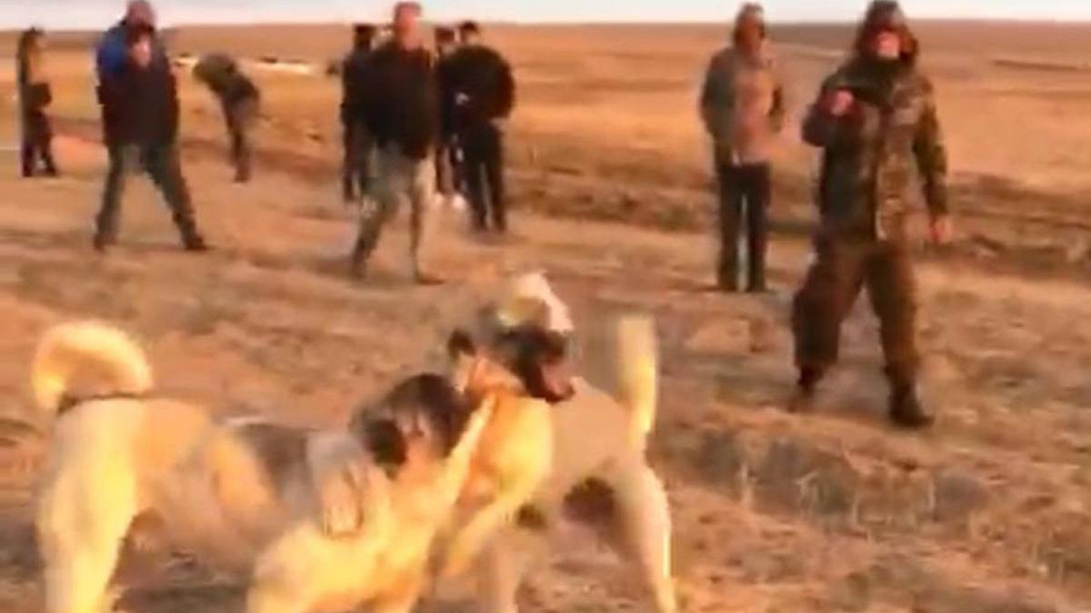 Vahşet! Köpekleri birbirine parçalattılar