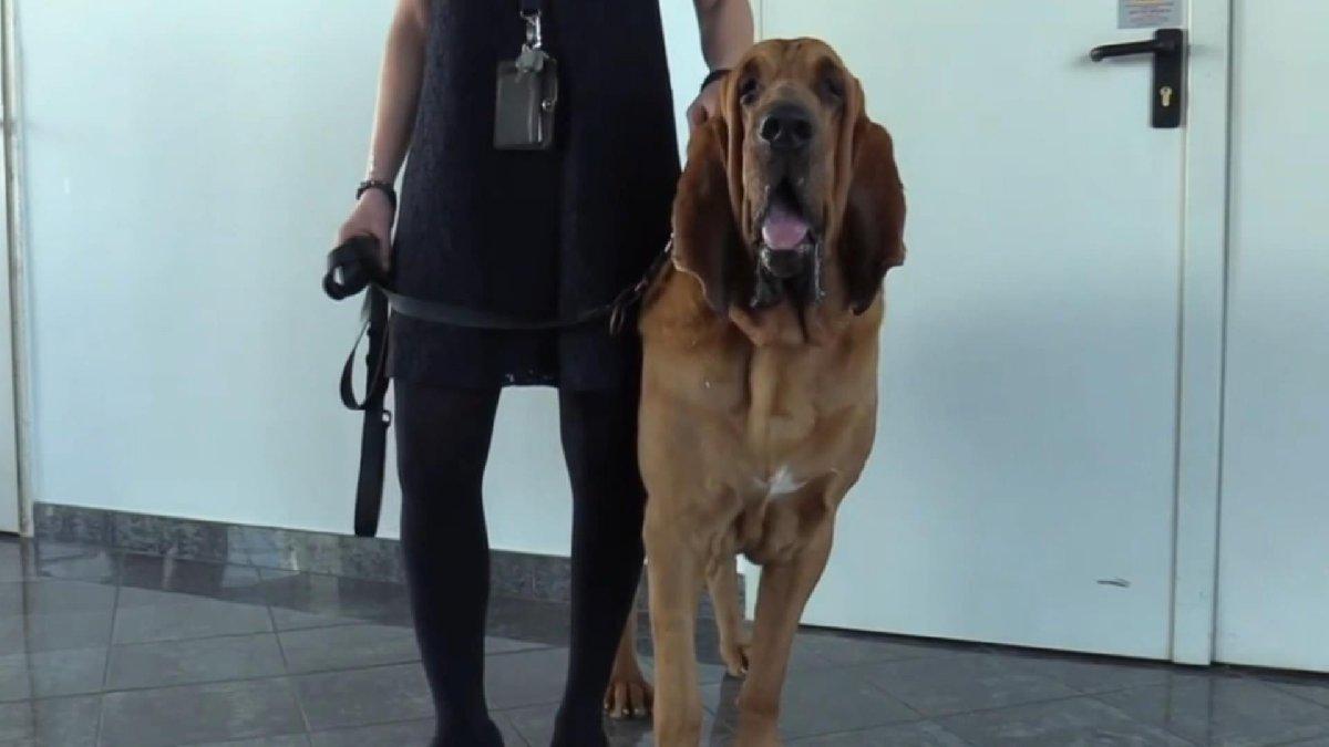 Corona virüsüne karşı köpekli savunma hattı