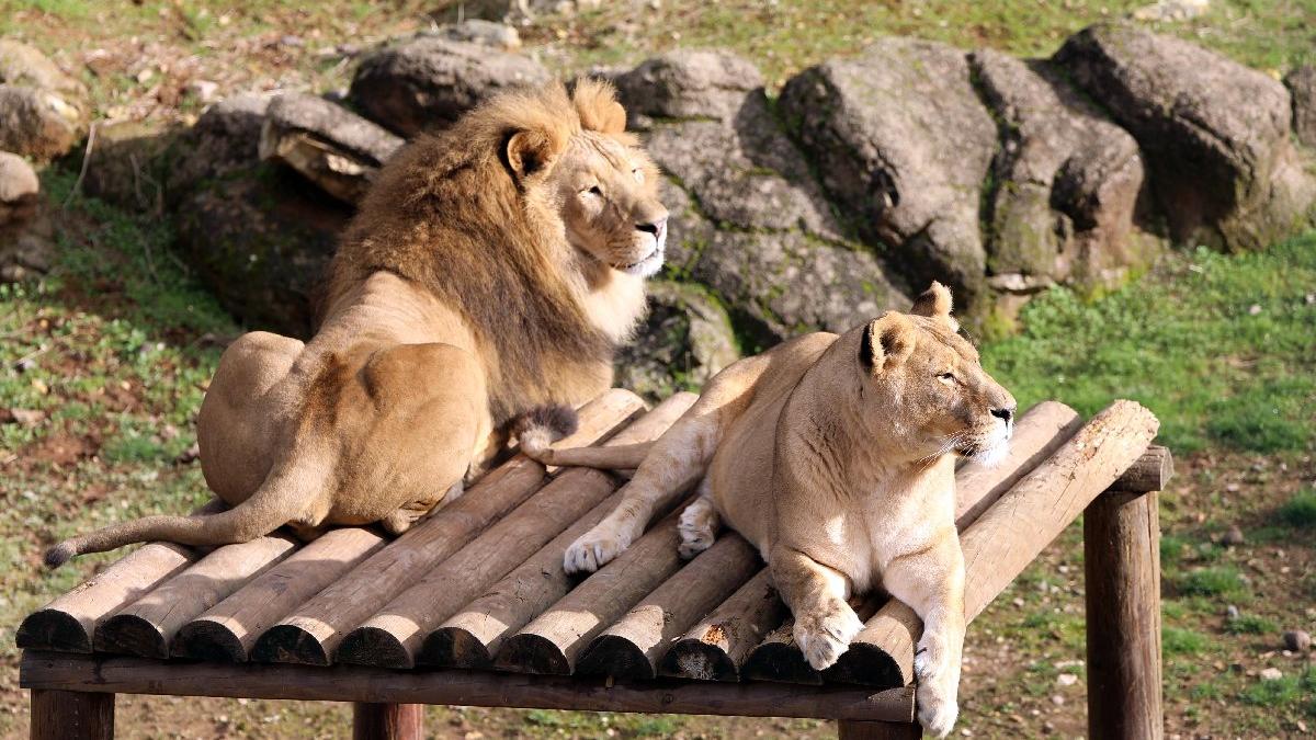 Türkiye'nin en büyük hayvanat bahçesinde hedef 5 milyon ziyaretçi