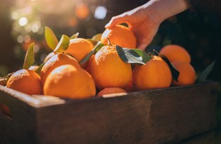 Fiyatı en fazla artan ürün portakal, en fazla düşen soğan oldu