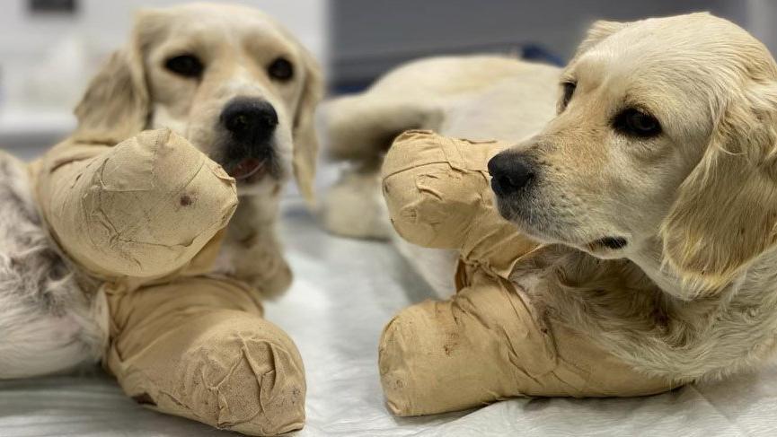 Pamuk'un sahibi ve komşusuna para cezası