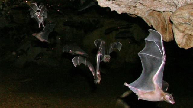 Vuhan'daki bilim insanlarından olay itiraf: Koronavirüs mağaradaki yarasının saldırısından sonra yayıldı