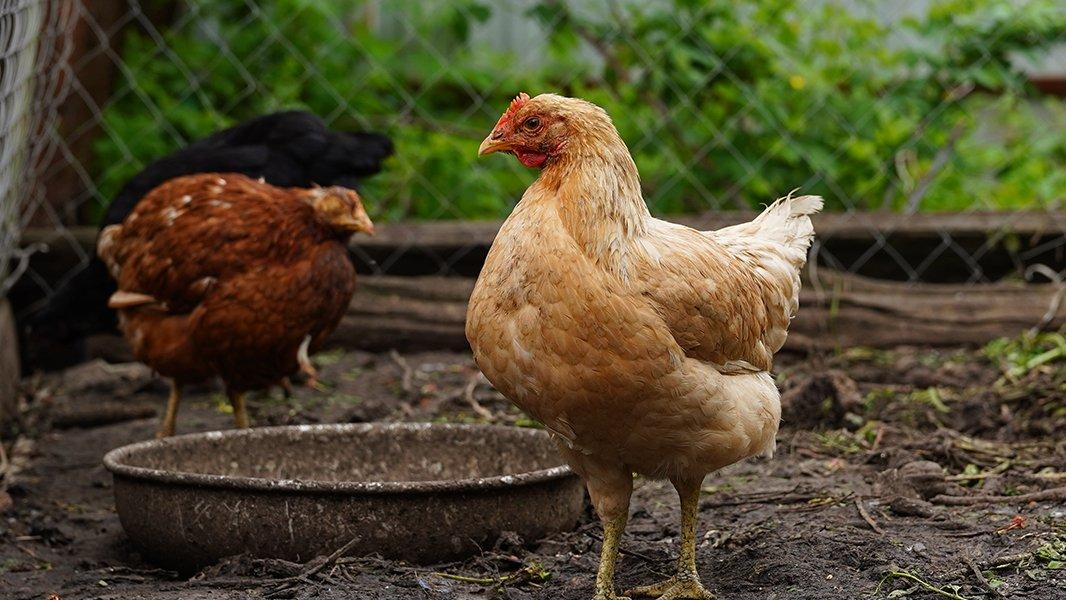 'Coronalı hastanın kırıntılarını yiyen tavuğu yedim, corona olur muyum?'