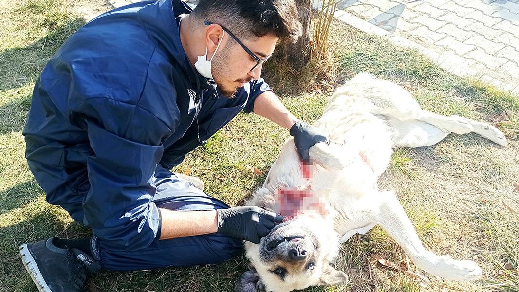 Yaralı halde bulunan köpek sokak ortasında ameliyat edildi