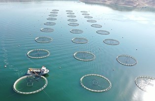 Denizi olmayan Kayseri'den Japonya ve Rusya'ya somon ihracatı