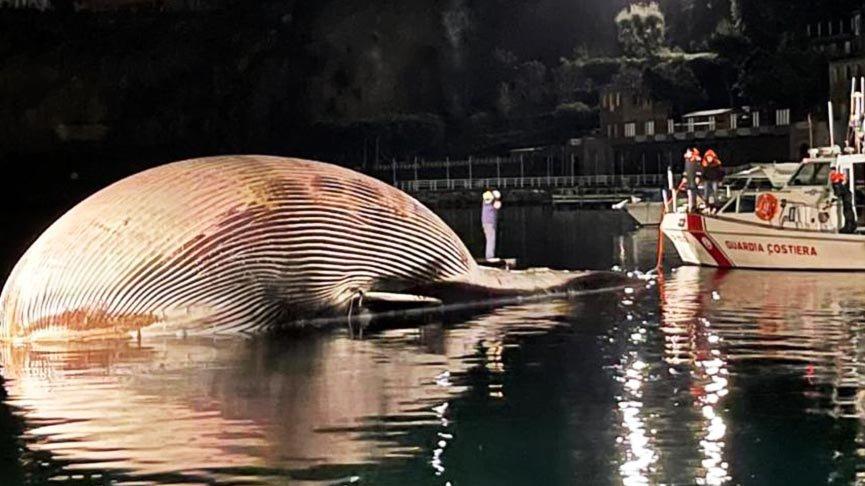 Ölü balina kıyıya vurdu: 70 ton ağırlığında