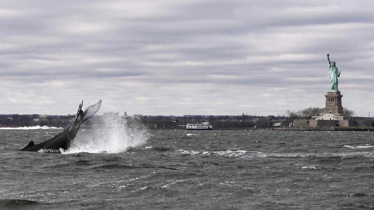 Hudson Nehri'nde yıllar sonra balina görüldü