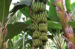 Muzun fiyatı üreticide 5, pazarda 10 lira