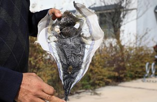 'Balon balığının derisi cüzdan yapılsın' önerisi: 35 bin balık için 176 bin lira ödenecek