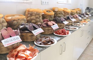 10 renkte cipslik yerli patates üretildi