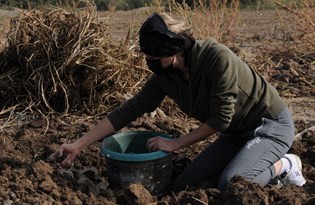 Türkiye’nin tek kadın mor patates üreticilerinin hasat sevinci