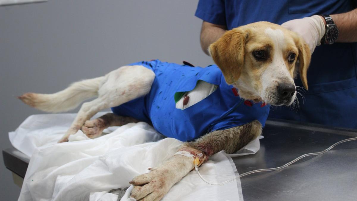 Av tüfeği ile vurulan köpek için zamanla yarıştılar