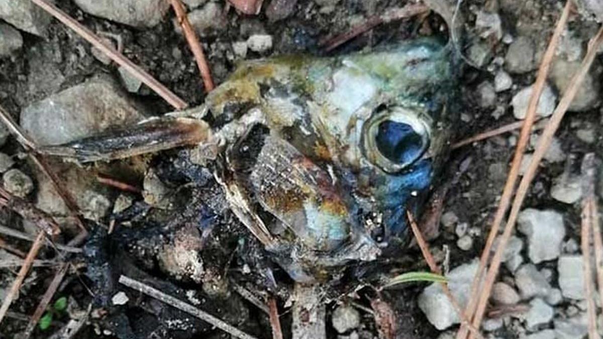 Bunun adı cinayet! 8 köpek ve bir çok vahşi hayvan öldü