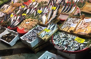 Palamutun peşini bırakan balıkçı hamsiye koşuyor