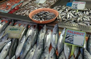 Karadeniz'de tezgahlar palamutla doldu, hamsi bekleniyor