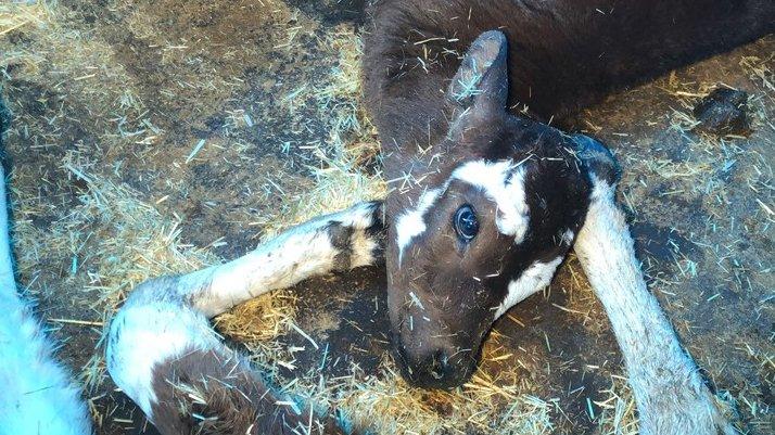 İnternetten hayvan aldı dolandırıldı