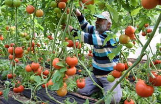 Tarla ile market arasında fark üreticiyi çileden çıkardı