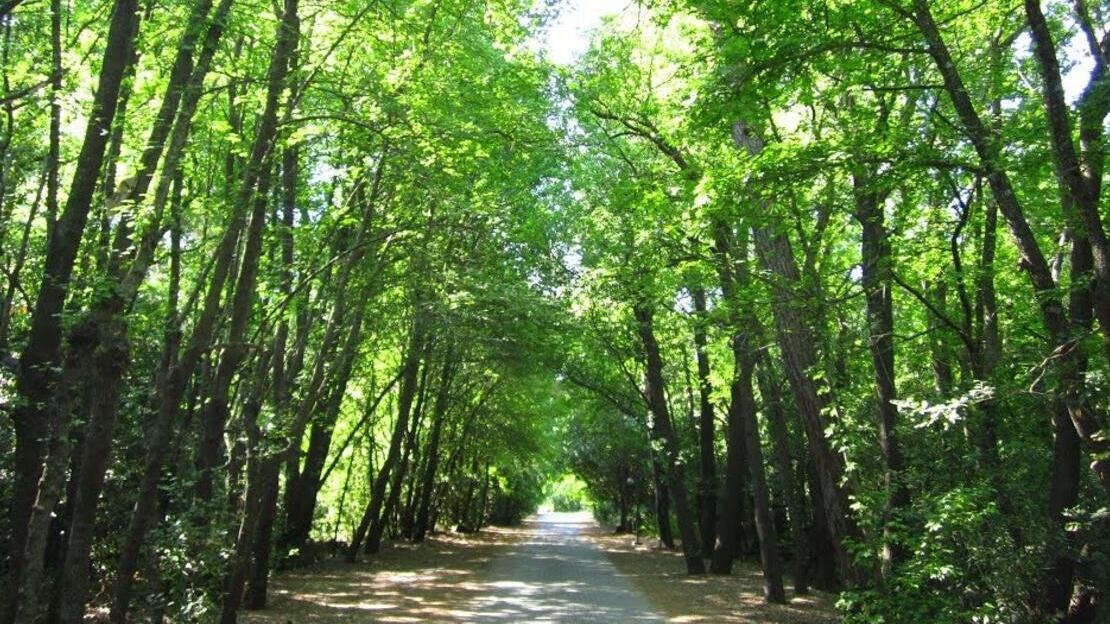 Muğla 'Milli Park' ormanları 'gençleştirme' adı altında kesilebilecek