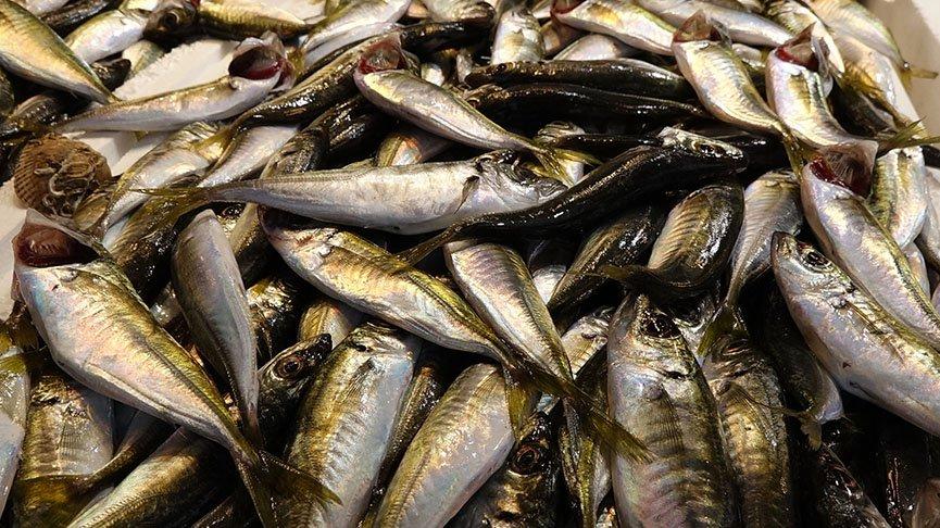 İstavrit bolluğu hamsinin yerini doldurmuyor