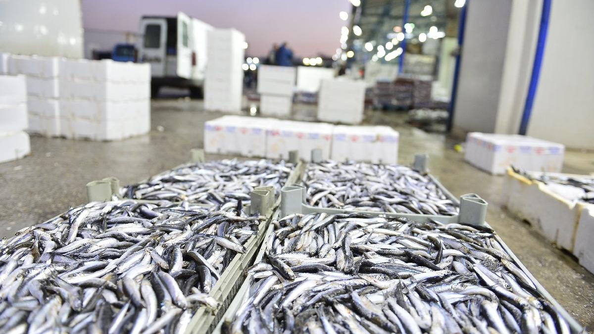 'Türkiye'ye 2 ay yetecek hamsiyi kimler stokladı?'