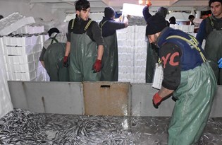 SON DAKİKA HABERİ: Hamsi avında yasak hafifletildi