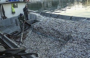 Karadeniz'de hamsi avına 'kota' önerisi