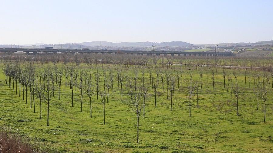 İSKİ baraj havzalarını ağaçlandırıyor