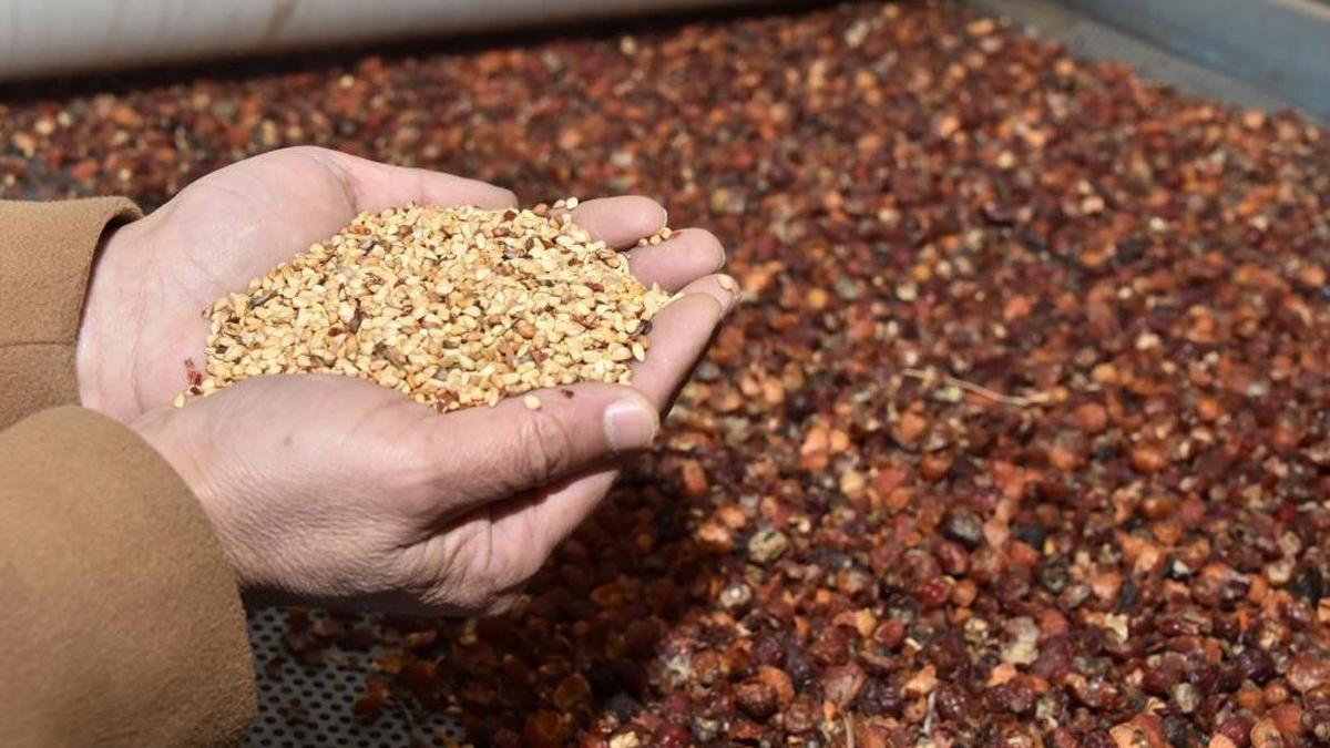 Yıllardır çöpe atılıyordu para kaynağı oldu 