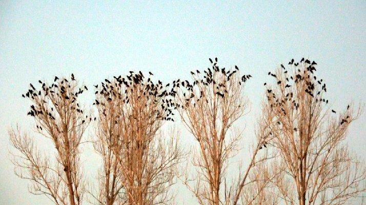 Van'da 'karga' istilası, mahalleli endişeli