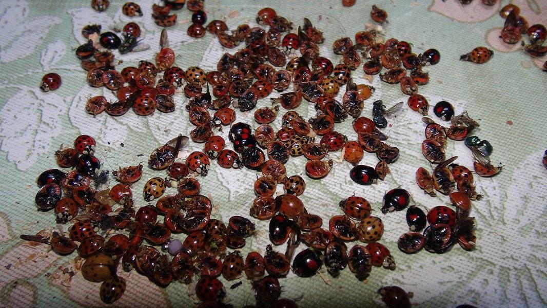 Rize'de 'uğur böceği' istilası