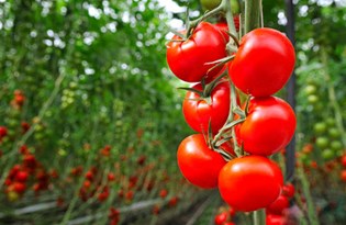 Domateste hesap karışık: 3 TL’den 8 TL’ye nasıl çıkıyor?