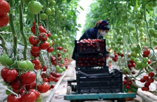 Hava sıcaklığının eksi 40'a kadar düştüğü Çaldıran'da, serada domates üretimi