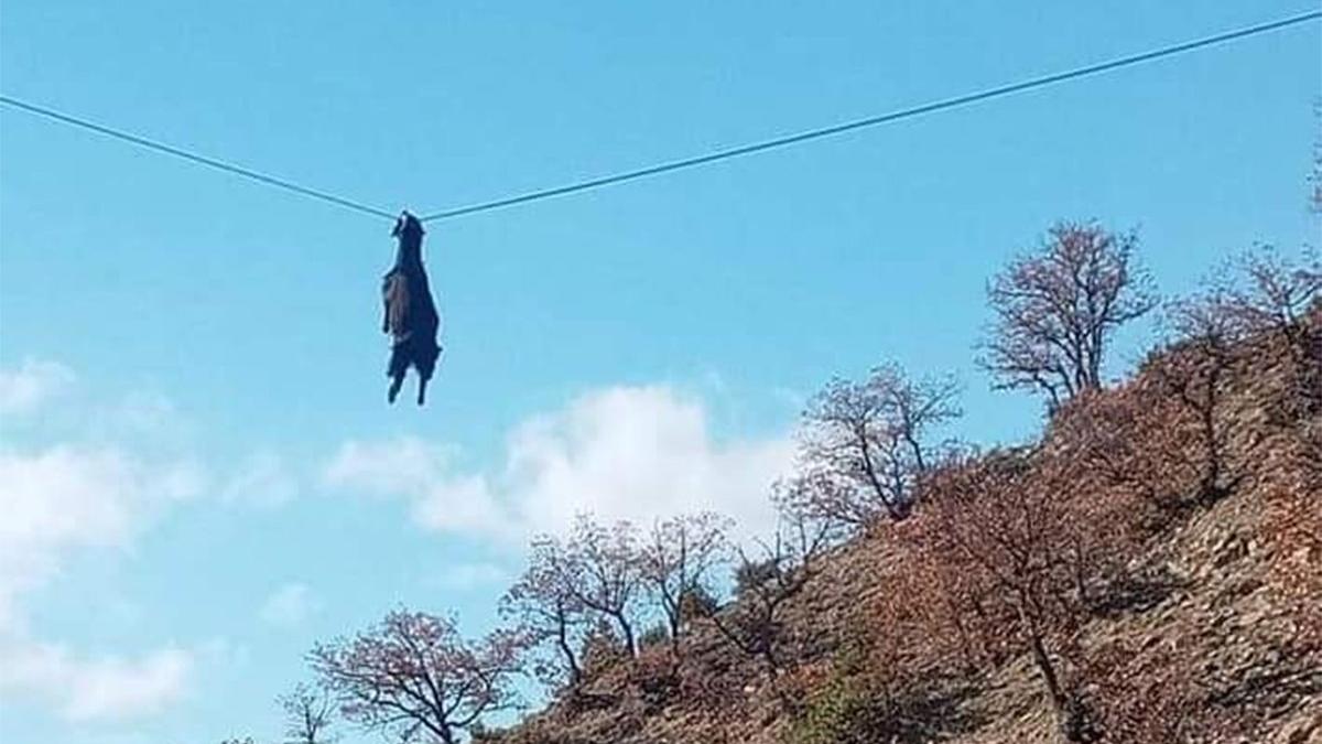 Sinop'ta ilginç görüntü! Gözlerine inanamadılar