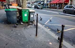 Trafik gürültüsü kuşların hayatta kalma olasılığını yarı yarıya düşüyor
