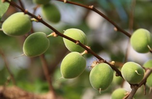 Daha önce yere dökülüyordu, şimdi kilosu 100 TL'den satılıyor