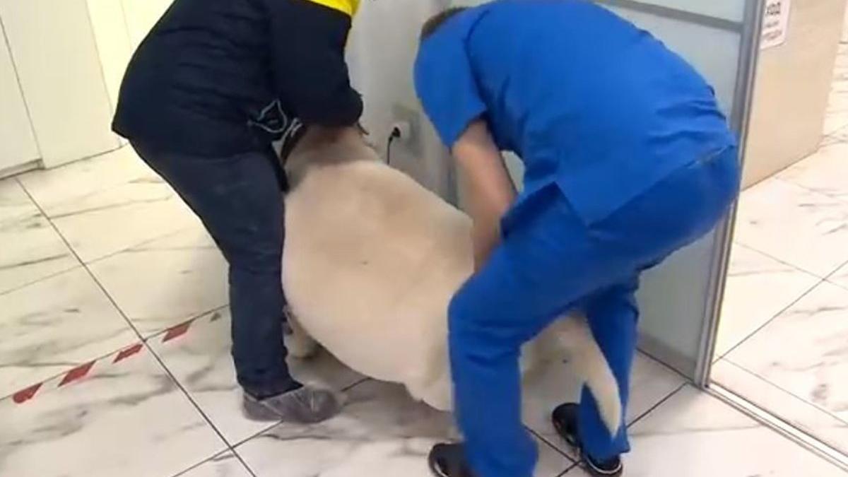 Kilosuyla şaşırtan köpek tedaviye alındı