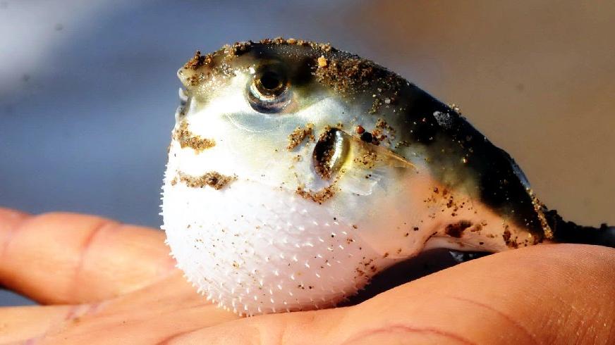 Balon balığı faciası iddiasına Sağlık Bakanlığı soruşturma başlattı