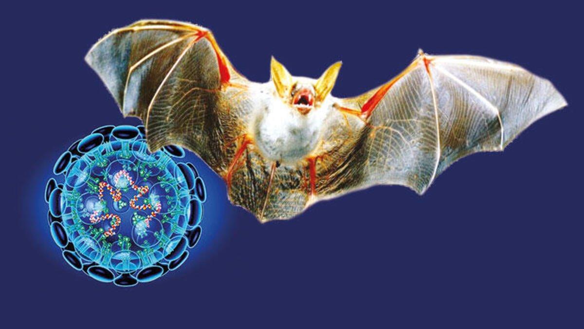 Corona virüsüne benzeyen yeni bir virüs keşfedildi