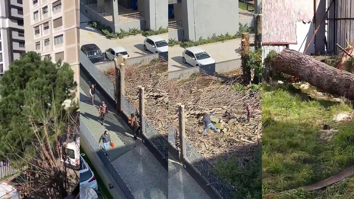 Kadıköy'de 100 yıllık ağacı kesip kaçtılar