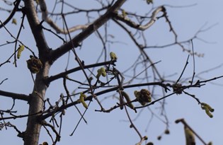 Fındık üreticileri hava şartları nedeniyle endişeli: Verim kaybı yaşanabilir