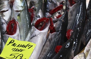 Çanakkale'de son palamutlar tanesi 50 liradan satılıyor